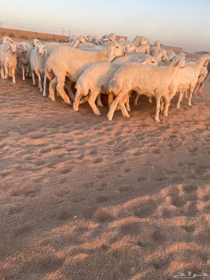 رخال حريات منوه القناي 1