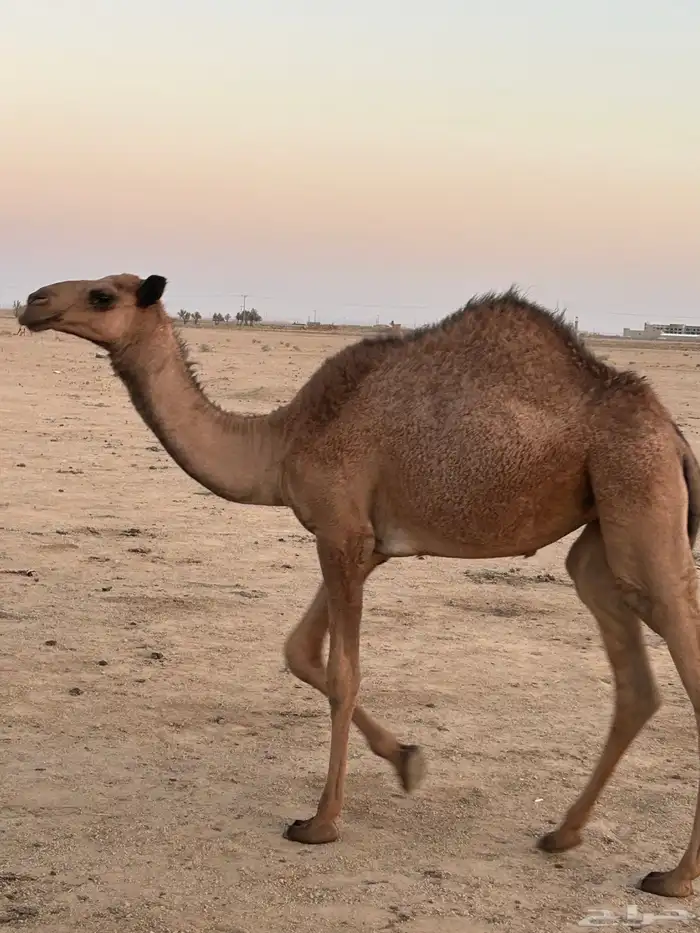 بكره 3