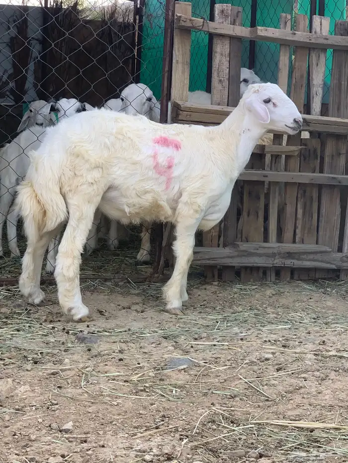 طلي للبيع 3