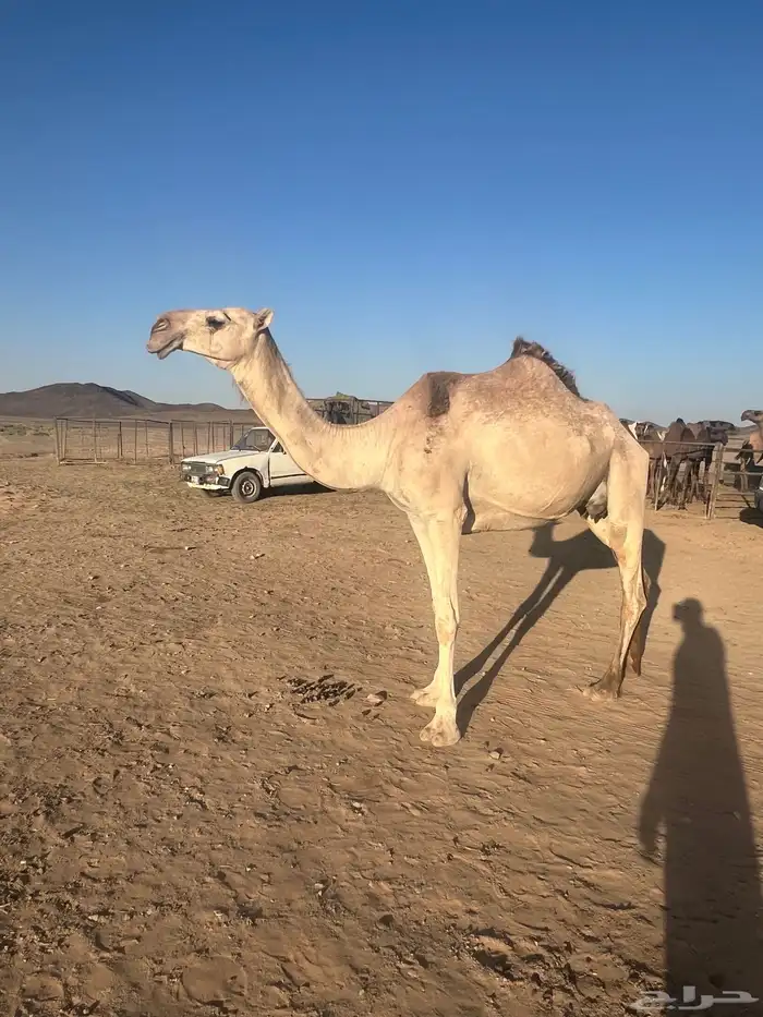 للبيع 1