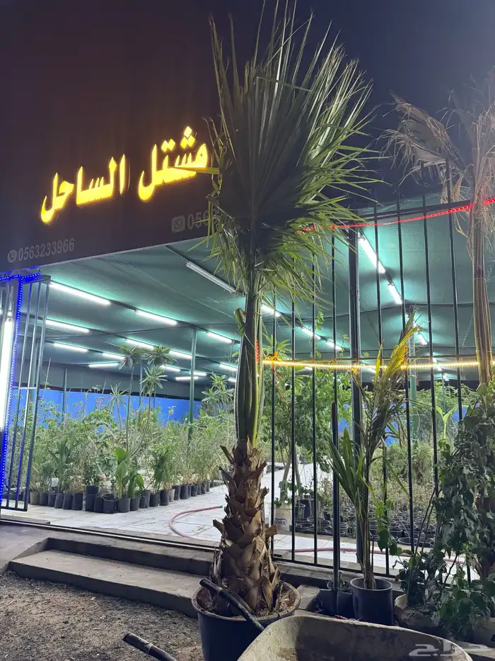 نخل واشنطني 1