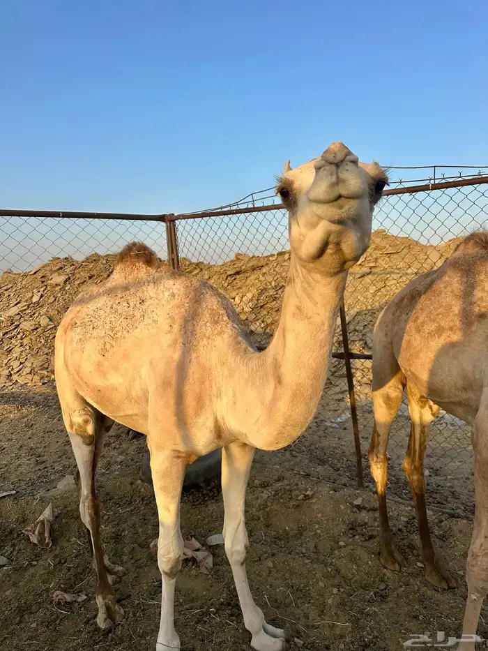 بكار 0