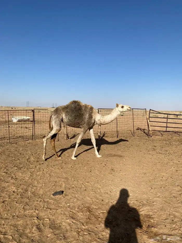 بكره طيبه حقه 2