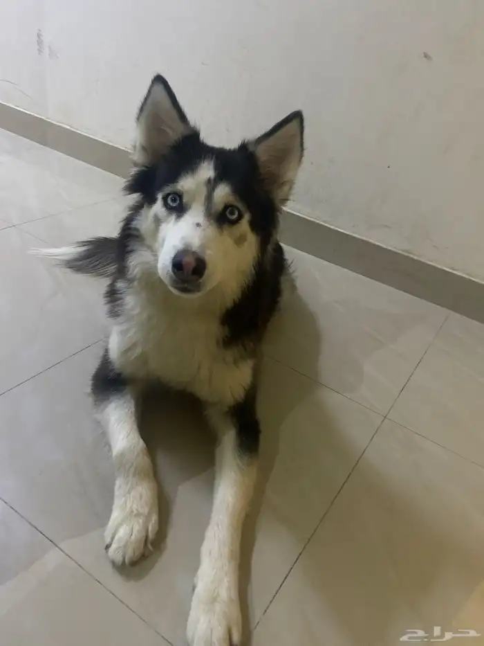 هاسكي للبيع عمره سنه ونص 500 1
