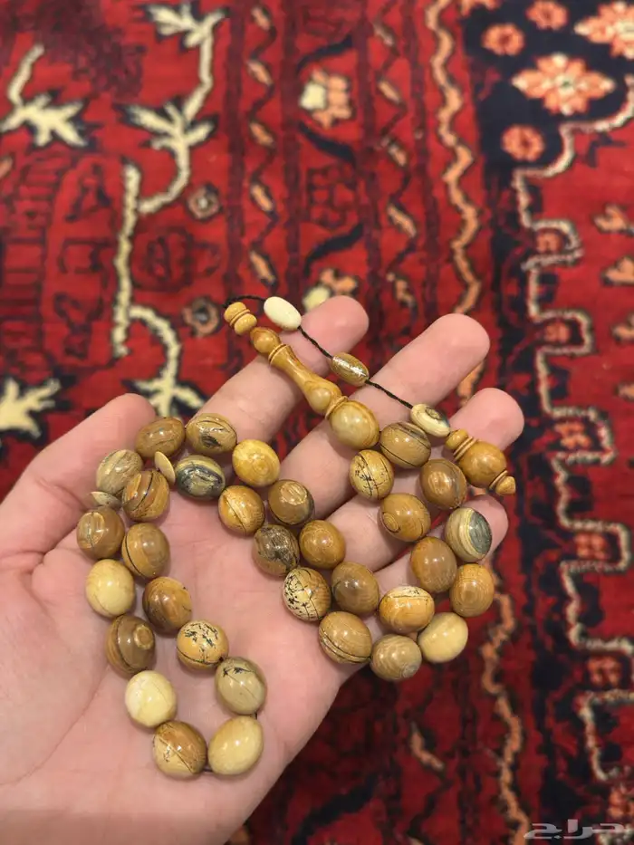 سبح نوادر ماموث وفقمه و شرنبول 1