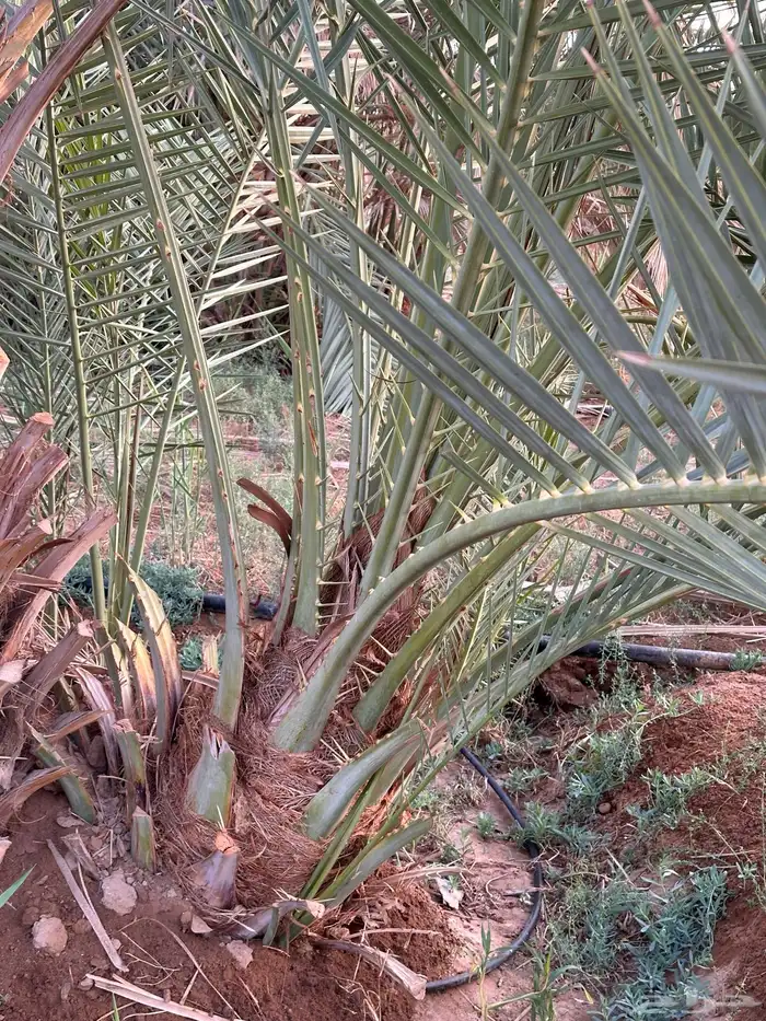 نخل سري للبيع 6