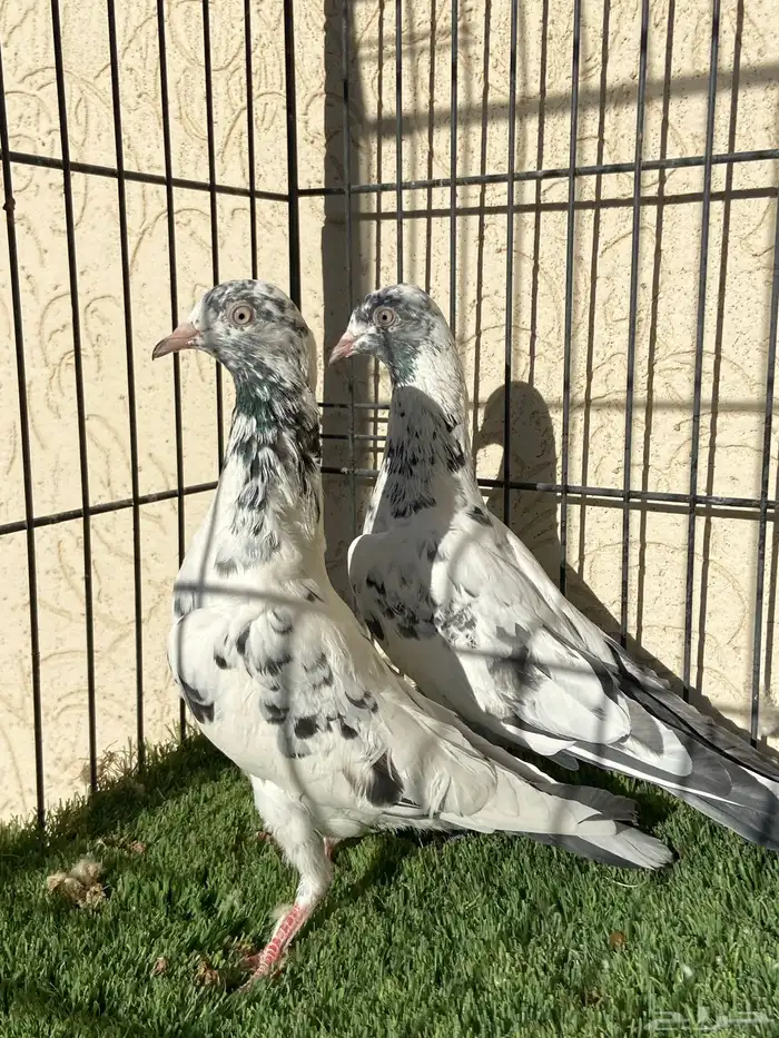 سهران بوري لون مميز 0