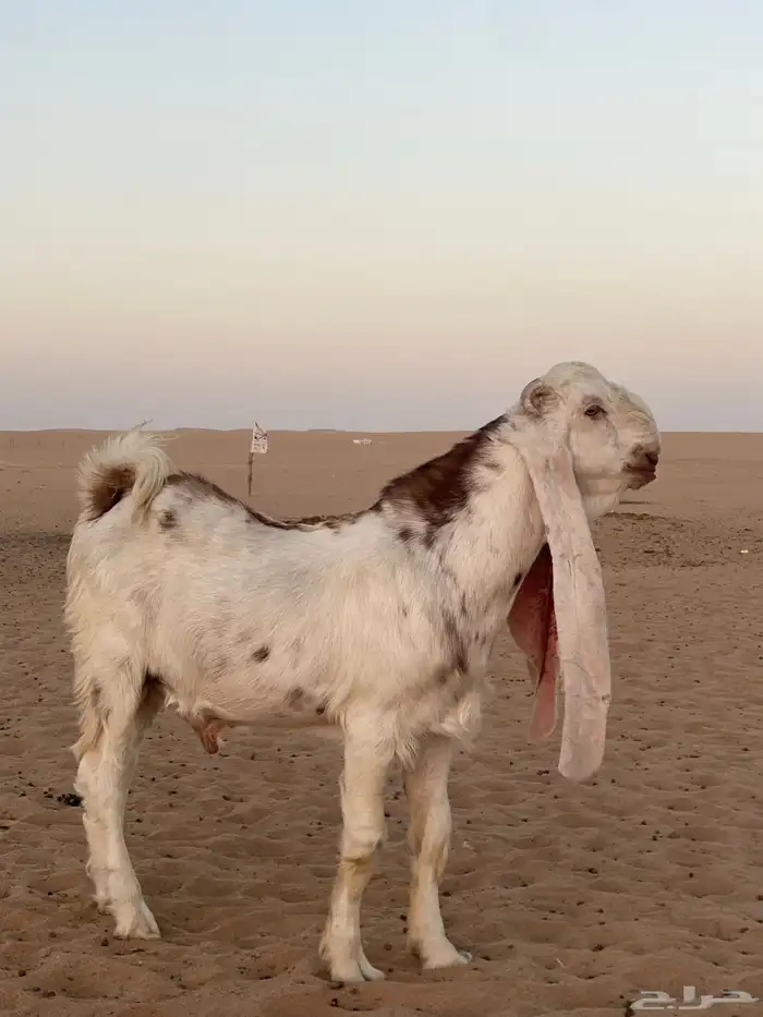تيس هولندي معرف تعريف قوي 6
