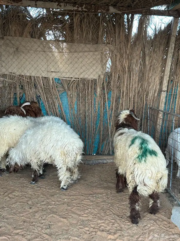 نعيمي طيبه 0