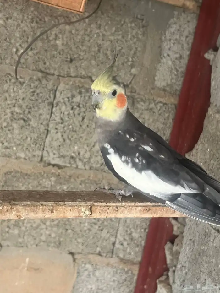 كروان 10