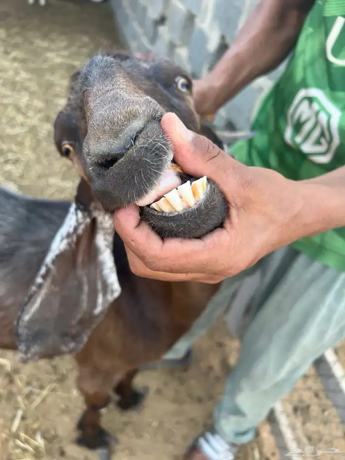 عنز حليب 1