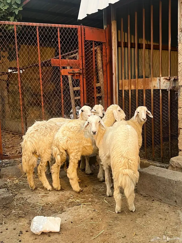 طليان ورخال 9