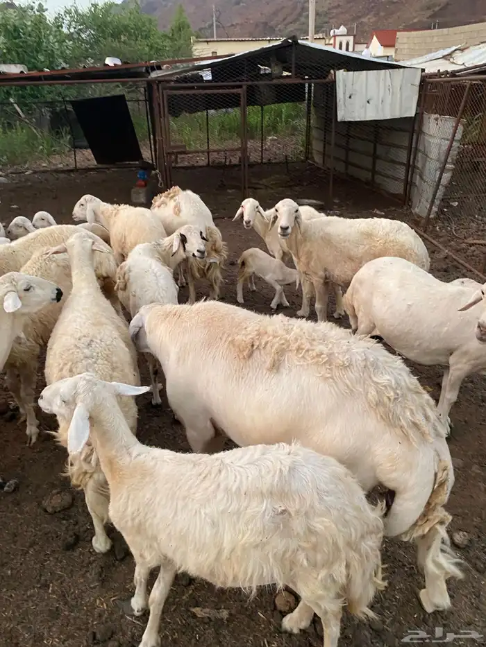 محايل عسير خروف فحل 3