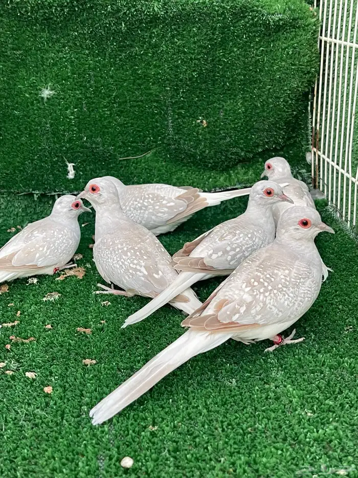 الماسي فواتح 2