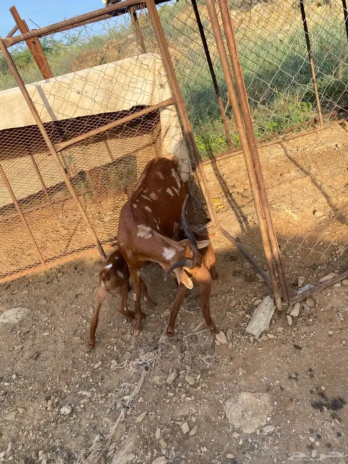 غنم للبيع 4