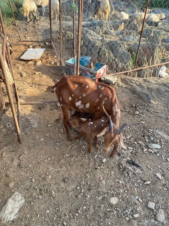 غنم للبيع 1