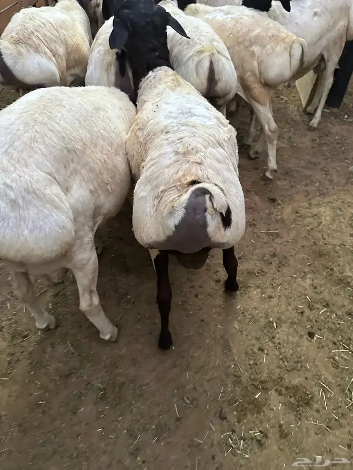 تيوس وبرابر مرابي 20