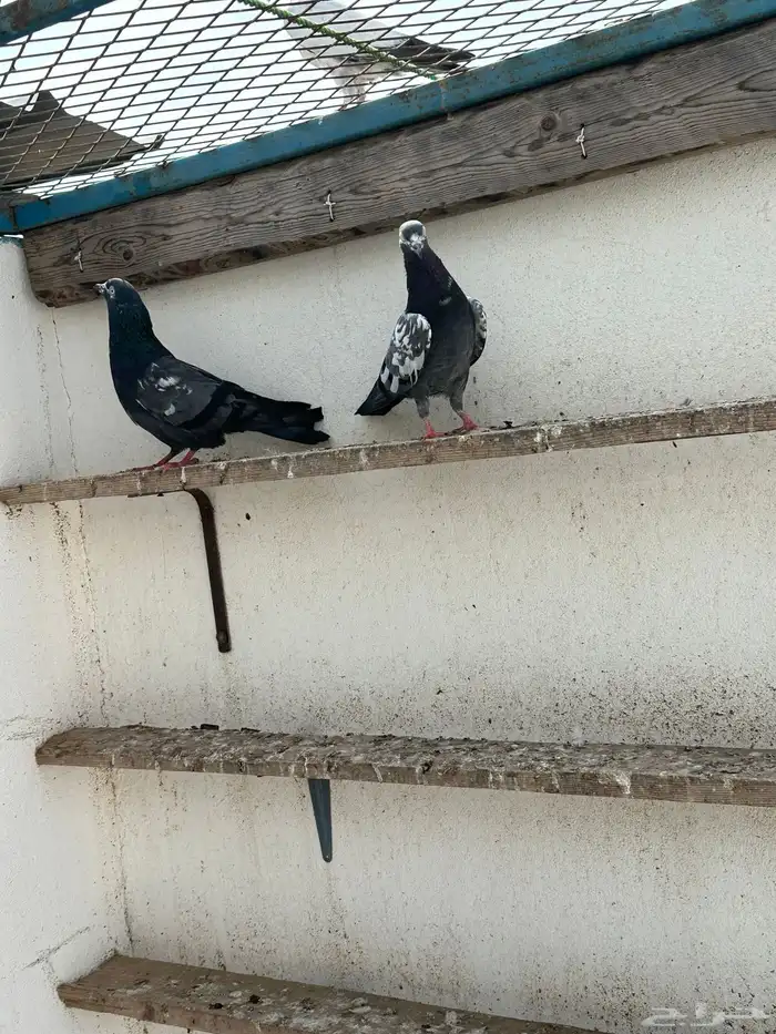 حمام باكستاني 0