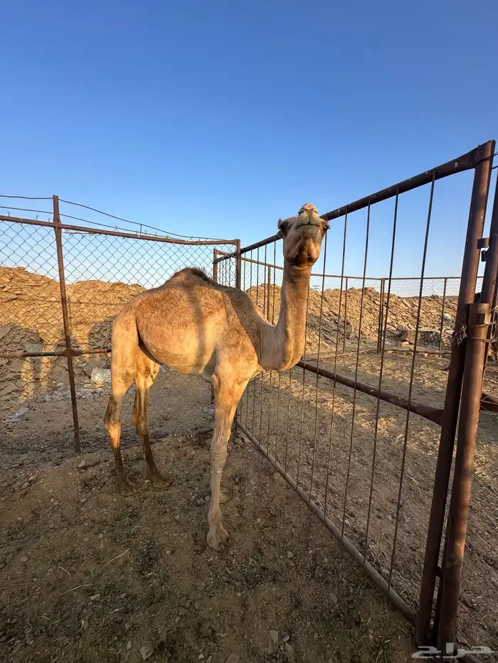 بكار 1