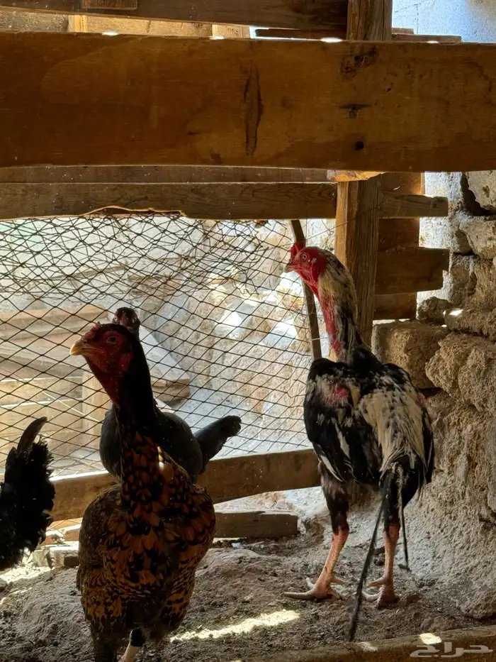 دجاج فارسي 3