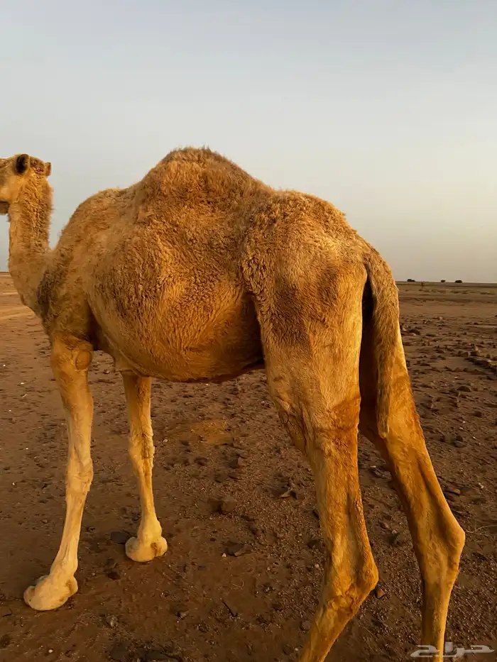 ناقه هامله 7