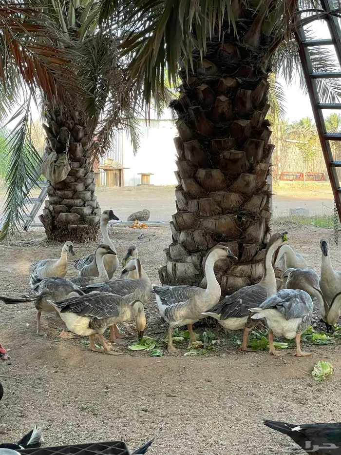 وز عراقي اصل وفصل 5