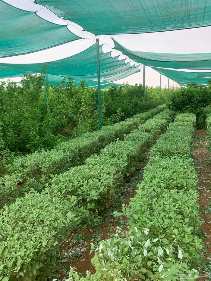 مشاتل تيكوما أسعار جملة 6