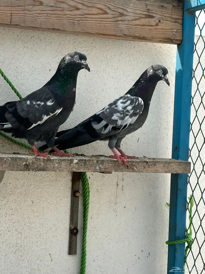 حمام باكستاني 1