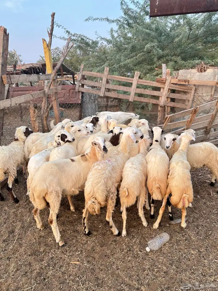 رخيل رفيدية 2
