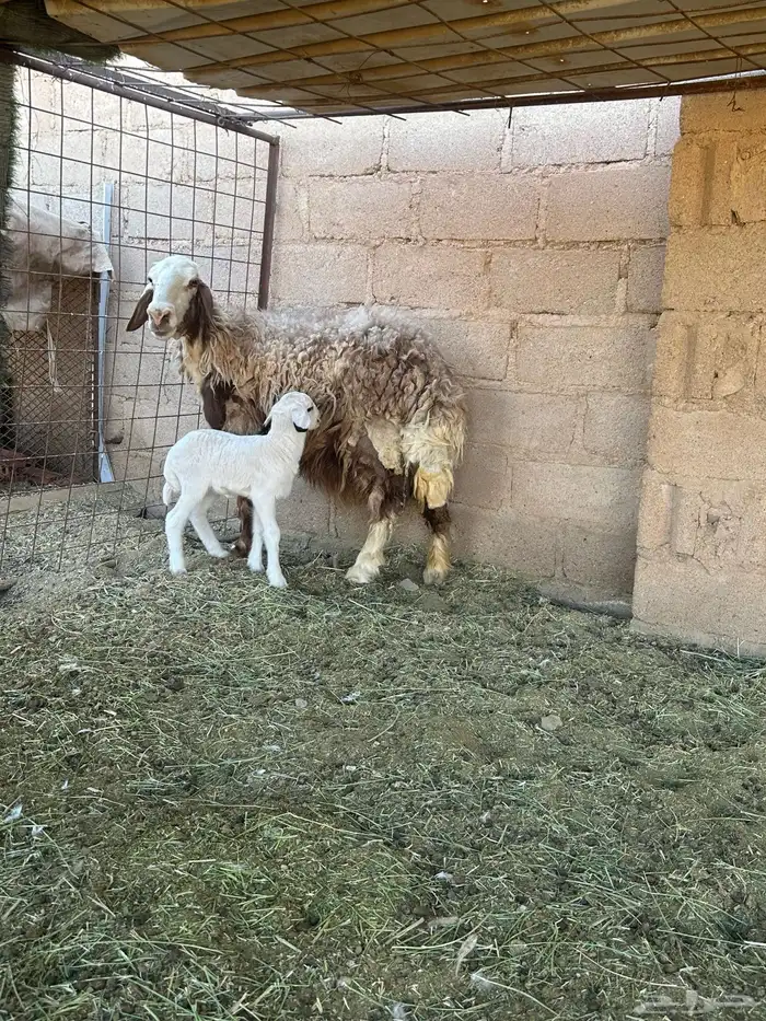 نجديه معه خروف 3