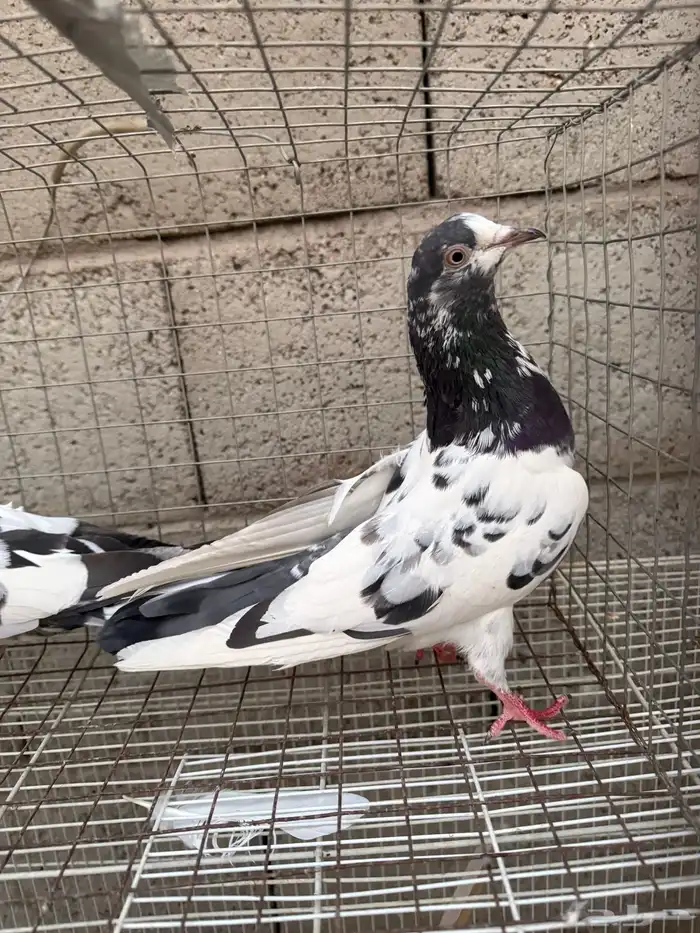 حمام باكستاني 0