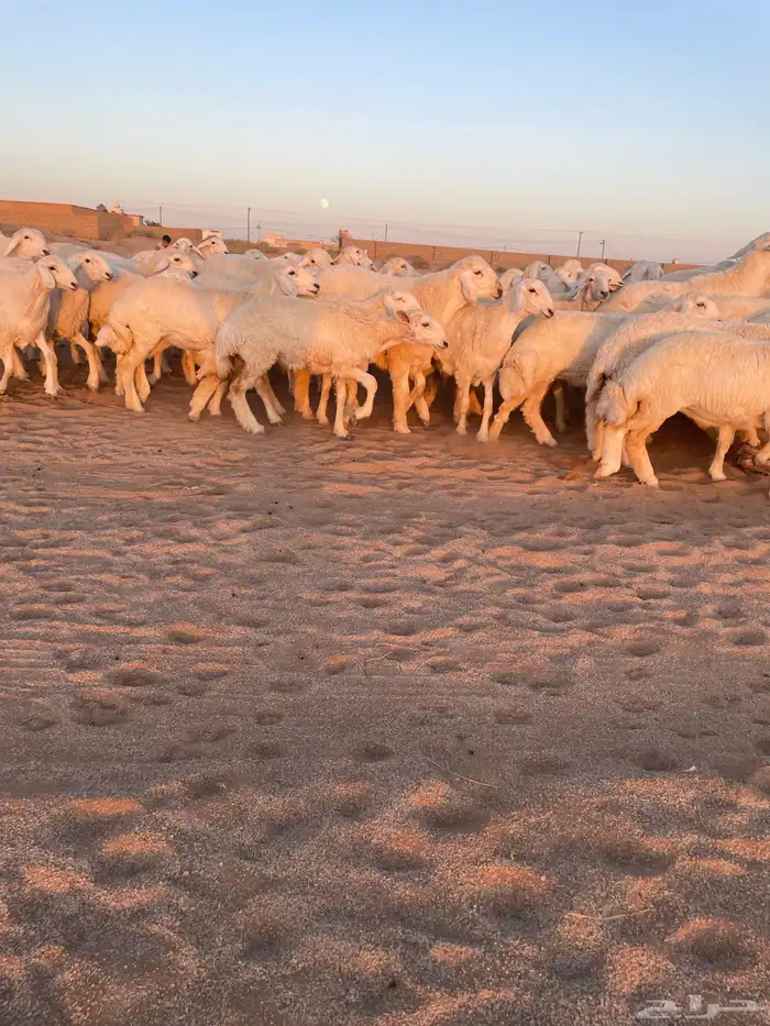 رخال حريات منوه القناي 4