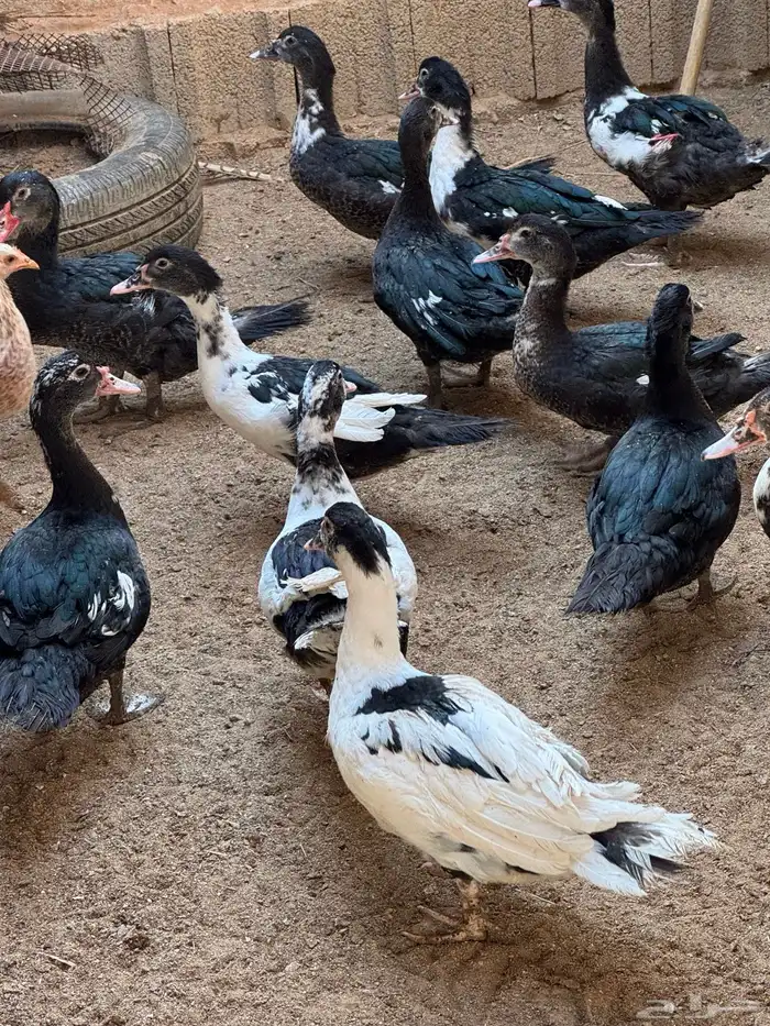 بط بح. ودجاج هجين وبلدي 0