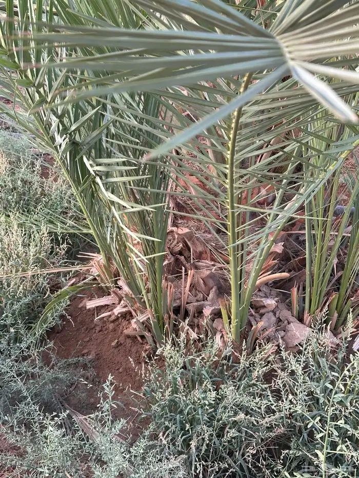 نخل سري للبيع 5
