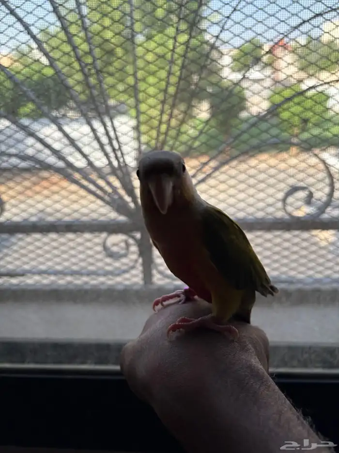 كنيور اناناس (تم البيع ) 0