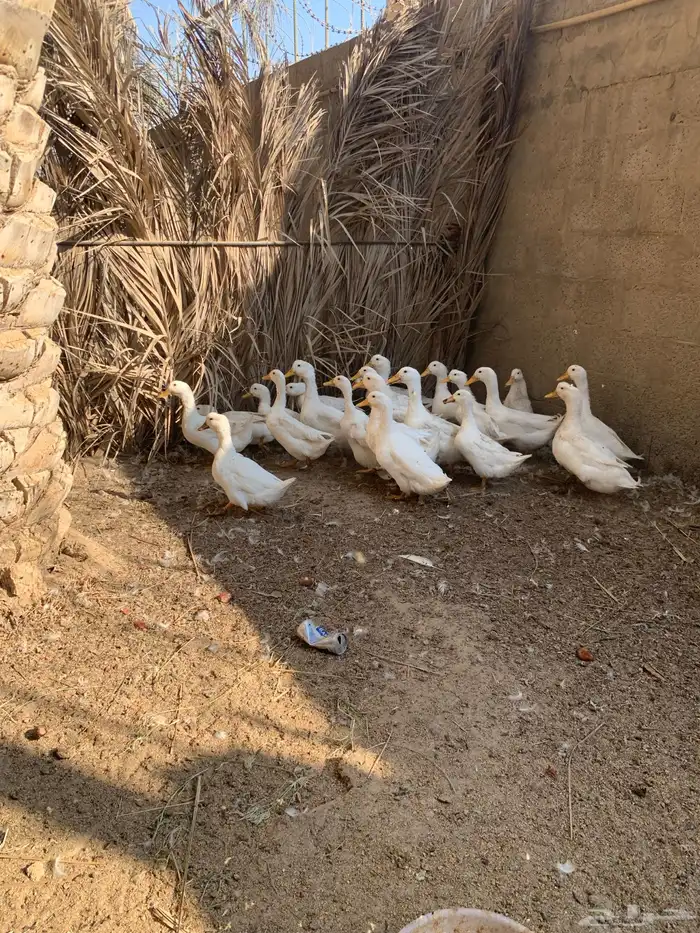 بط بكيني 1