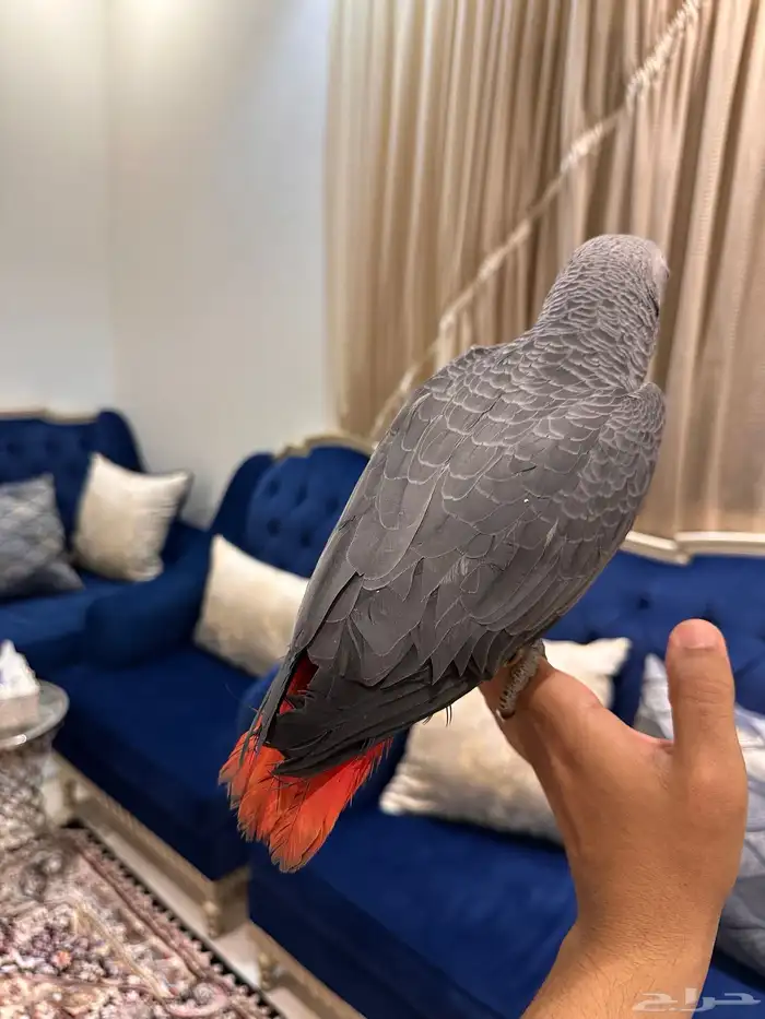 ببغاء كاسكو 4