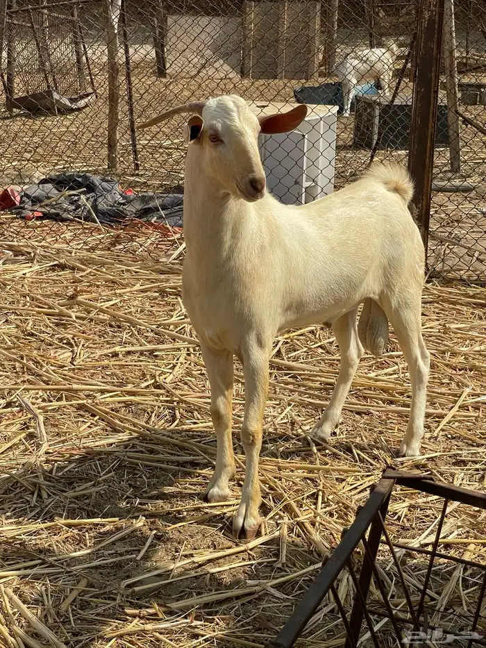 تيس فحل ابرص ثني 4