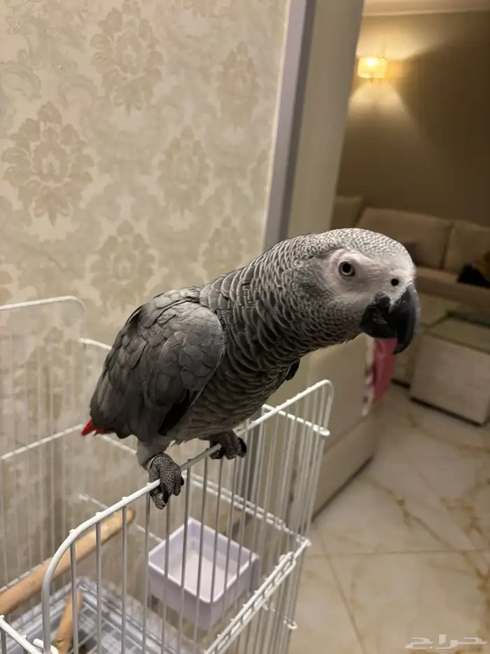 كاسكو ثلجي فرخ 4