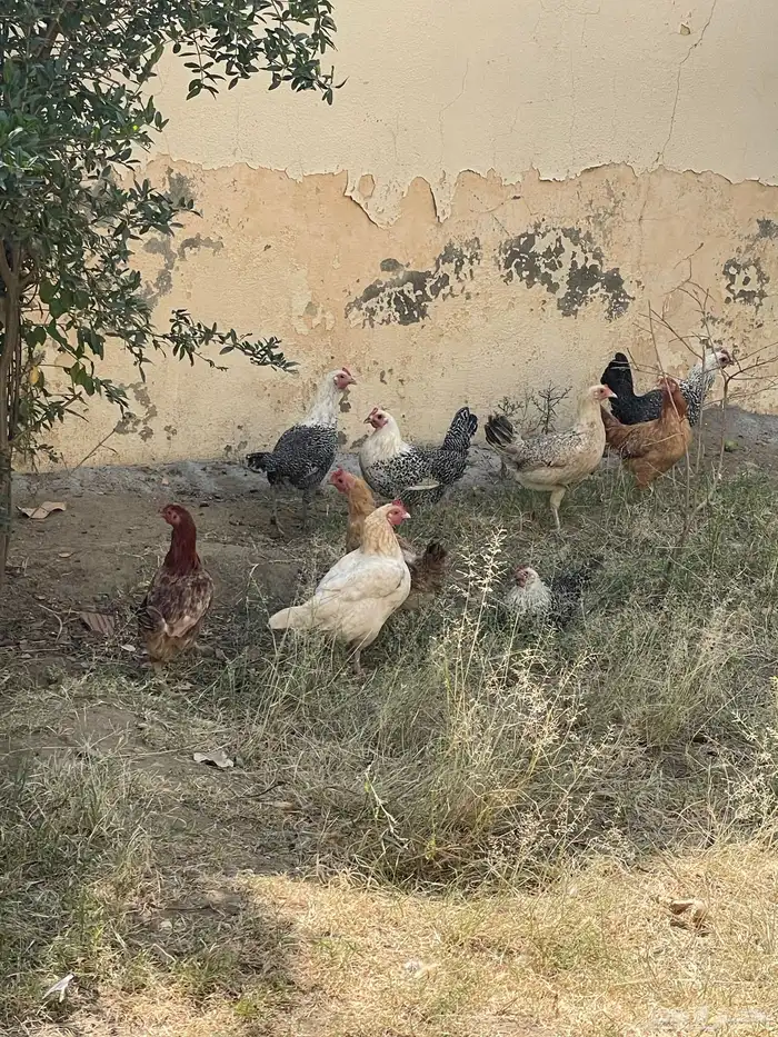 دجاج بلدي 0