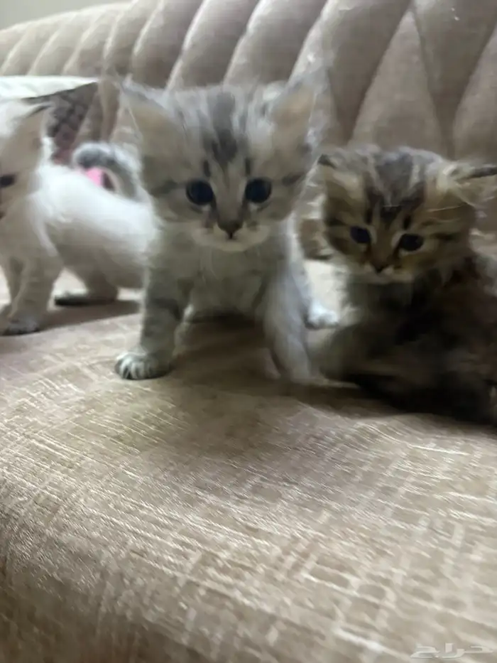 قطط للبيع 5