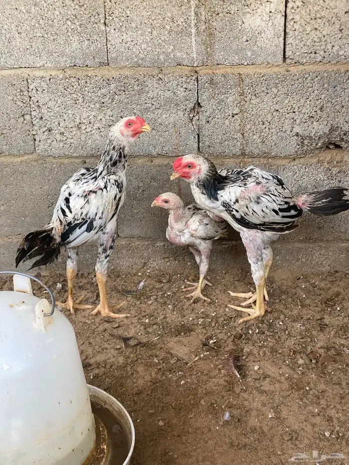 فروخ باكستاني ديوك 2