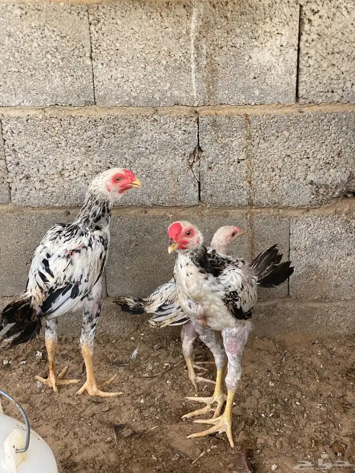 فروخ باكستاني ديوك 3