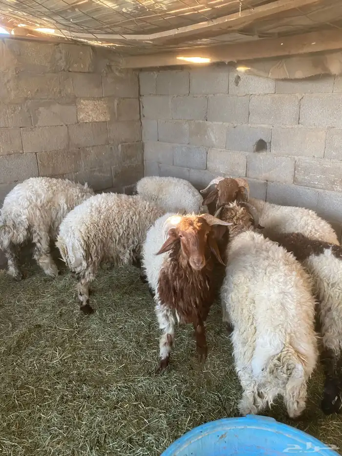 خرفان نعيم 0