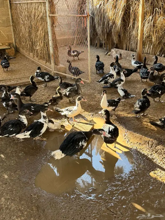بط بح. ودجاج هجين وبلدي 2