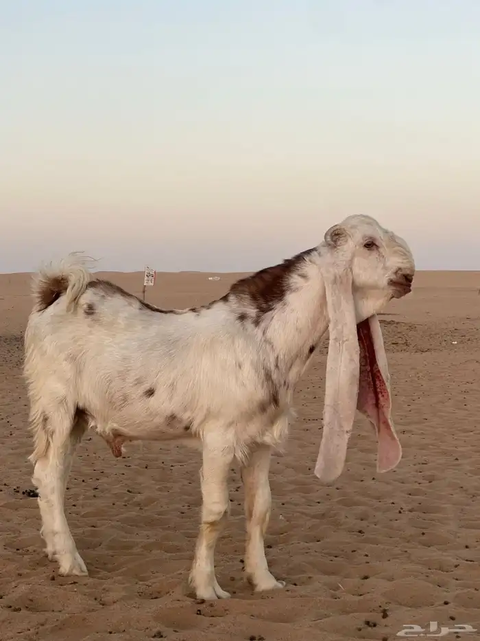 تيس هولندي معرف تعريف قوي 1