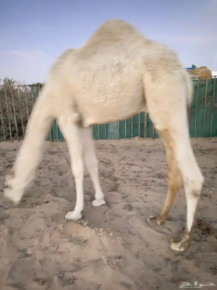 قعود توه مفرود من امه عمره 11شهر فل شحم نظيف من جميع العذار 0