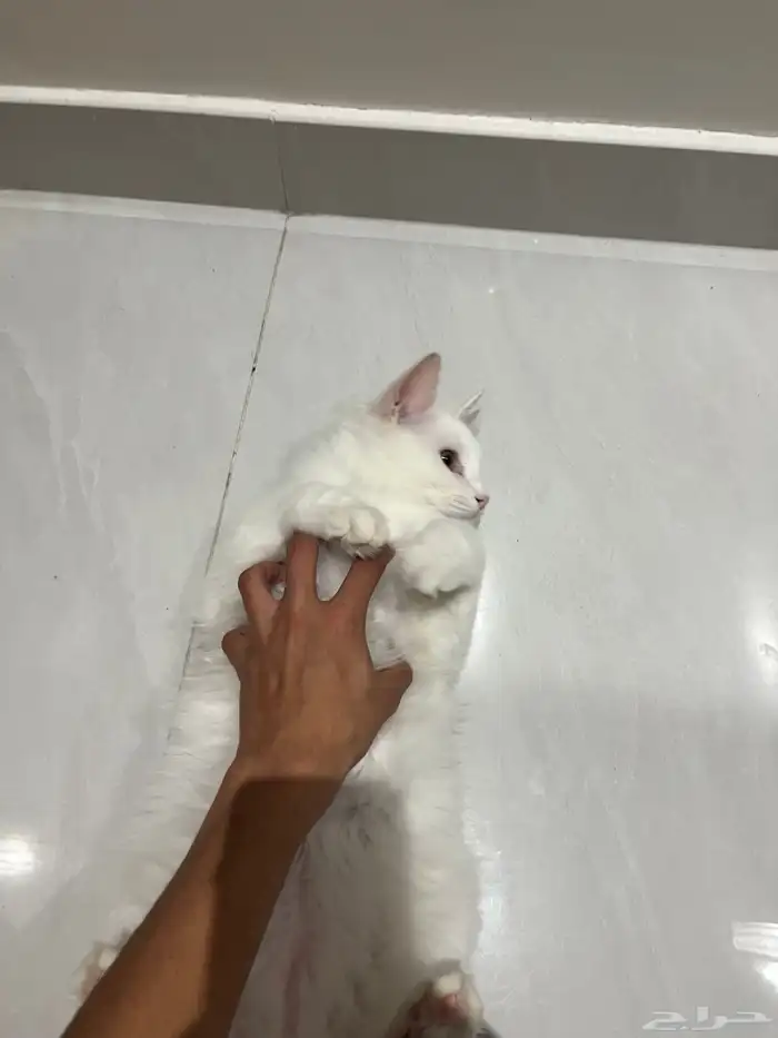 قط شيرازي للبيع 1