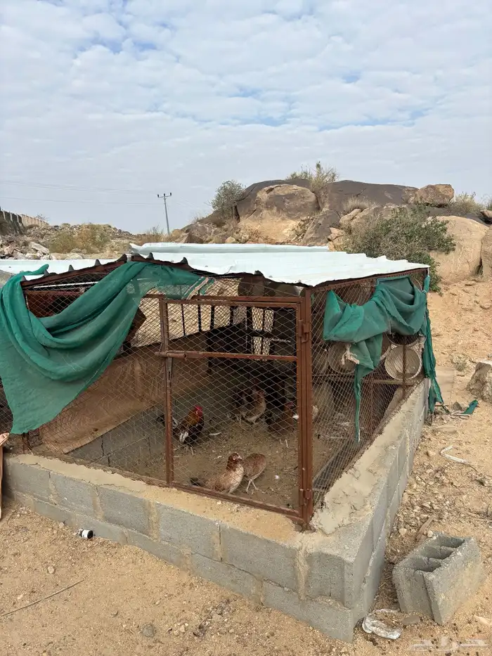 شبك دجاج او حمام 2 3 0