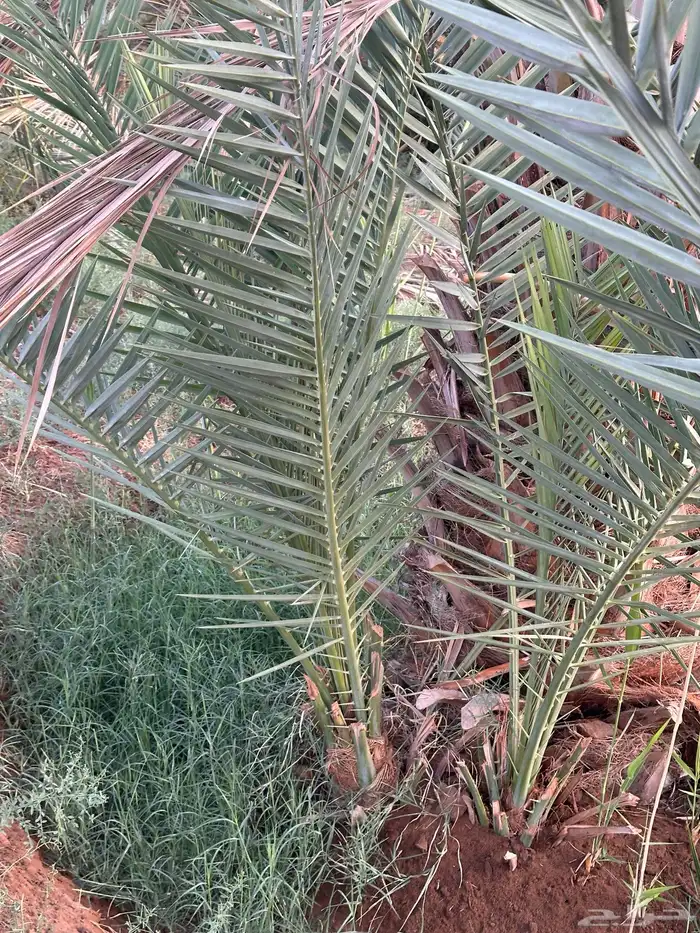 نخل سري للبيع 0